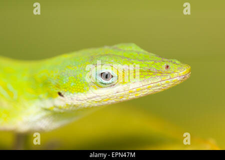 Nahaufnahme des Kopfes ein Carolina Anole (Anolis Carolinensis), auch bekannt als eine grüne Anole. Stockfoto