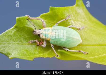 Eine blau-grüne Zitrusfrüchte Wurzel Rüsselkäfer (Pachnaeus Litus) hockt auf einem Blatt. Stockfoto