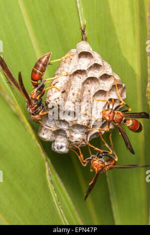 Wespen (feldwespe bahamensis) wache Larven und Puppen in den Kammern ihrer Nest hängend Sägepalme Wedel. Stockfoto