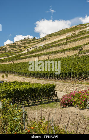 L Orpailleur, Frederic Dumoulin, Weingut, Weinberge in Uvrier, Wallis, Schweiz, Uvrier Stockfoto