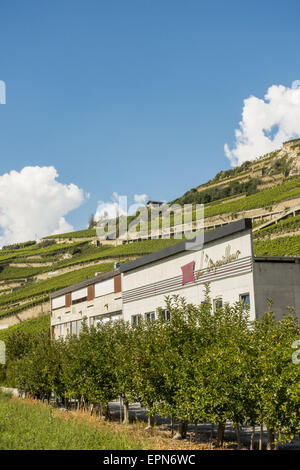 L Orpailleur, Frederic Dumoulin, Weingut, Weinberge in Uvrier, Wallis, Schweiz, Uvrier Stockfoto