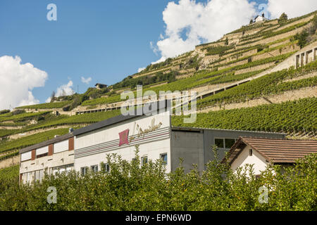 L Orpailleur, Frederic Dumoulin, Weingut, Weinberge in Uvrier, Wallis, Schweiz, Uvrier Stockfoto
