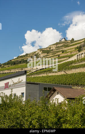 L Orpailleur, Frederic Dumoulin, Weingut, Weinberge in Uvrier, Wallis, Schweiz, Uvrier Stockfoto