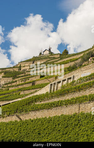 Weinberge in Uvrier, Wallis, Schweiz, Uvrier Stockfoto