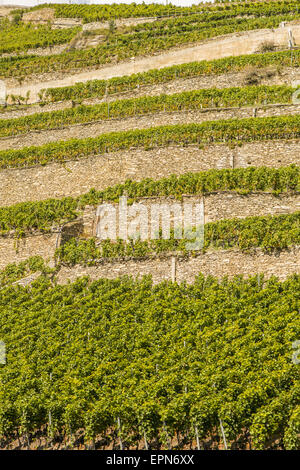 Weinberge in Uvrier, Wallis, Schweiz, Uvrier Stockfoto