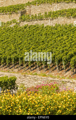 Weinberge in Uvrier, Wallis, Schweiz, Uvrier Stockfoto