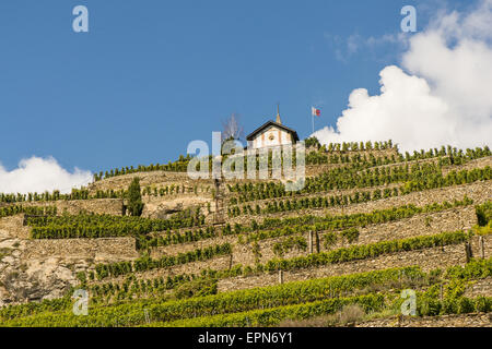 Weinberge in Uvrier, Wallis, Schweiz, Uvrier Stockfoto