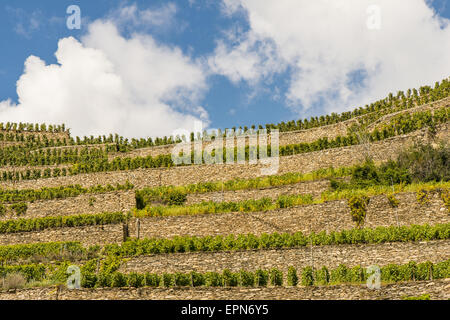 Weinberge in Uvrier, Wallis, Schweiz, Uvrier Stockfoto