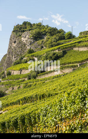 Weinberge in Uvrier, Wallis, Schweiz, Uvrier Stockfoto