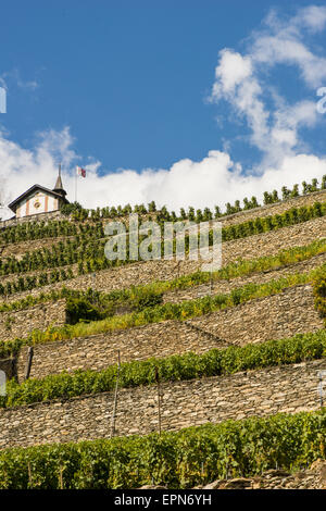 Weinberge in Uvrier, Wallis, Schweiz, Uvrier Stockfoto