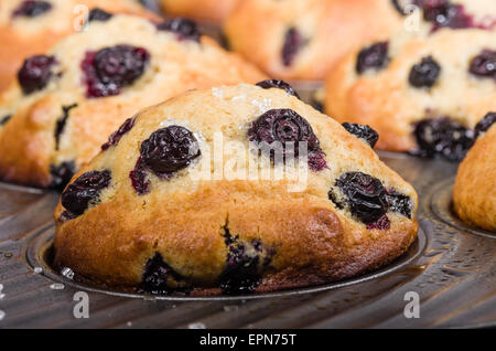 Gebackene frische Beeren-Muffins in einem Metalltablett Stockfoto