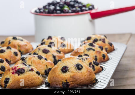 Topf mit frisch gepflückten Beeren und frische warme Beeren-muffins Stockfoto