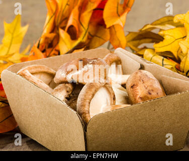 Portobella Pilze in einem kleinen Kasten auf dem Tisch mit Herbstlaub Stockfoto