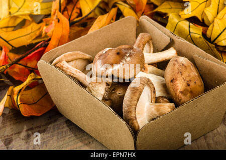 Portobella Pilze in einem kleinen Kasten auf dem Tisch mit Herbst Blätter Stockfoto