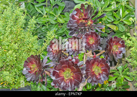 Aeonium Arboreum 'Atropurpureum', dunkel lila Hauswurz Baum Stockfoto