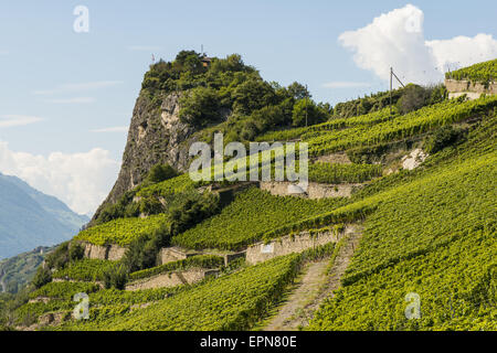 Weinberge in Uvrier, Wallis, Schweiz, Uvrier Stockfoto