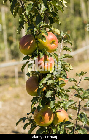 Weinberge in Uvrier, Wallis, Schweiz, Uvrier Stockfoto