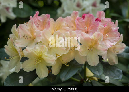 Rhododendron Percy Wiseman rosa gelb reichen Blumen Stockfoto