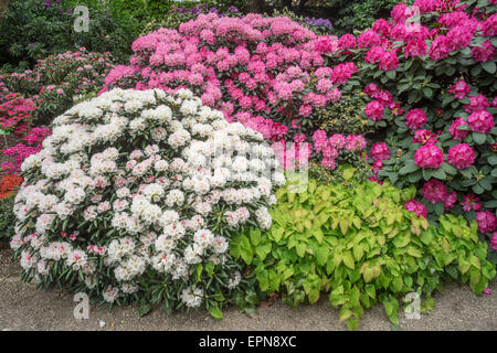 Rosa, rot und weiß Rhododendron Strauch in voller Blüte Stockfoto