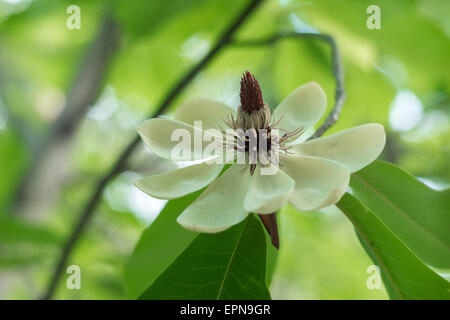 Magnolie Hypoleuca Diarrhena japanische unten Magnolie Weißstämmige Magnolie Blume Nahaufnahme Stockfoto