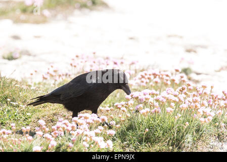 Eine AAS-Krähe unter Sparsamkeit auf einer Klippe am Kopf Seaford, Ostsussex Stockfoto