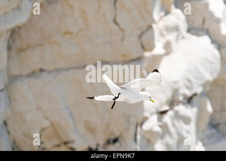 Kittiwake mit den Beinen baumelnd fliegen / hängend in den Wind um den Nistplatz am Kopf Seaford, Ostsussex Stockfoto