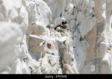 Kittiwake mit den Beinen baumelnd fliegen / hängend in den Wind um den Nistplatz am Kopf Seaford, Ostsussex Stockfoto