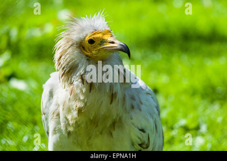 Schmutzgeier (Neophron Percnopterus), Gefangenschaft, Dresden, Sachsen, Deutschland Stockfoto