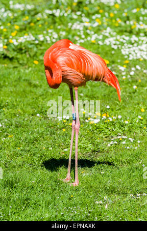 Amerikanische Flamingo (Phoenicopterus Ruber) steht auf einer Wiese, schlafen, Gefangenschaft, Dresden, Sachsen, Deutschland Stockfoto