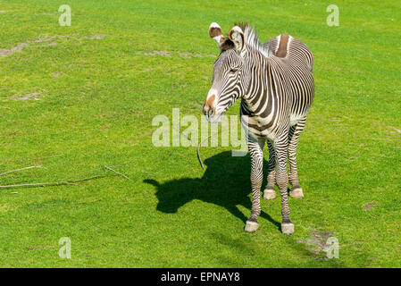 GREVY Zebra (Equus Grevyi), in Gefangenschaft, Leipzig, Sachsen, Deutschland Stockfoto