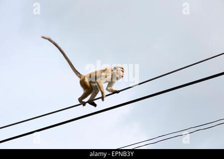 Toque Makaken (Macaca Sinica) Affe, Haputale, Badulla District, Uva Provinz, Sri Lanka, Asien Stockfoto