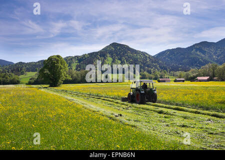 Traktor Mähen eine blühende Wiese im Frühling, Keilkopf Berg hinter Lenggries, Isarwinkel, Bayern, Oberbayern Stockfoto