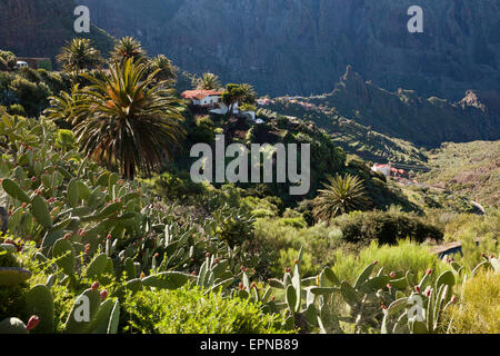 Masca-Tal und die Berge Dorf Masca im Teno, Teneriffa, Kanarische Inseln, Spanien Stockfoto