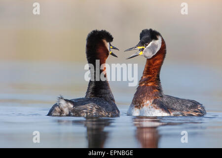 Red-necked Haubentaucher (Podiceps Grisegena), männlich und weiblich, paar, Balz, Zucht Gefieder, Biosphärenreservat Mittelelbe Stockfoto