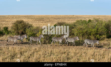 Kleine Herde Zebras, Ebenen Zebras (Equus Quagga), Massai Mara, Kenia Stockfoto