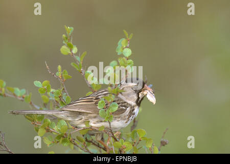 Harris' sparrow Insekt, ihre Jungen zu füttern Stockfoto