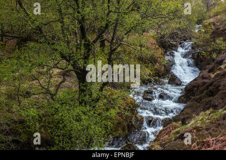 Hause Gill in kleinen Gatesgarthdale Stockfoto