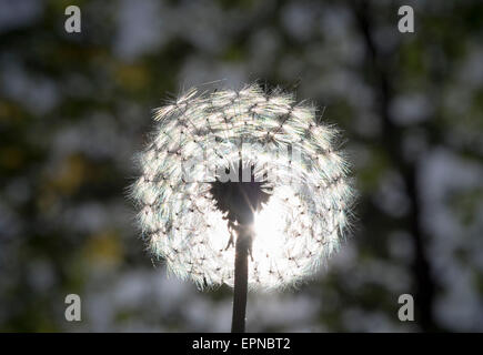 Seedhead, Löwenzahn (Taraxacum Officinale), Pusteblumen, Bayern, Deutschland Stockfoto