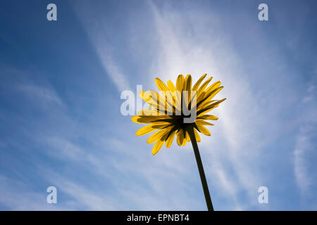 Wiese Schwarzwurzeln (Tragopogon Pratensis), Blume, Upper Bavaria, Bavaria, Germany Stockfoto