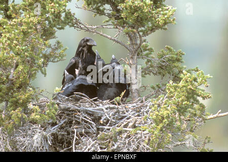 Kolkrabe (Corvus Corax) Fütterung Küken im nest Stockfoto