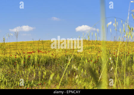 Blumen auf Weide, Latium, Italien Stockfoto