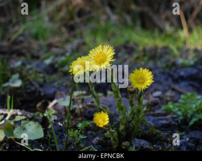 gelbe Blume Huflattich, Tussilago farfara Stockfoto