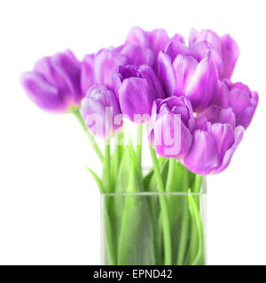 Bouquet von frischen violette Tulpen auf weißem Hintergrund Stockfoto