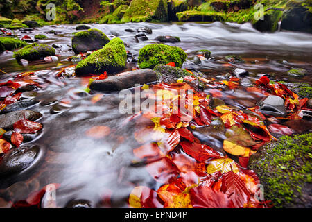 Fluss Kamenice im Herbst, Böhmische Schweiz Stockfoto