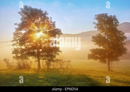 Sonnenaufgang-Balken durch den nebligen Baum Stockfoto