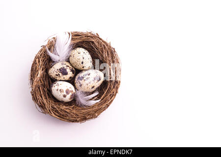 Wachtelei im Nest, Frühling und Ostern mit weißen Federn Stockfoto