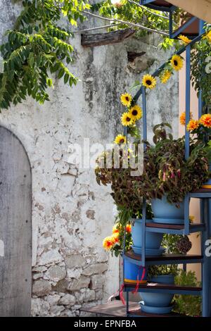 ein Blick auf eine Blume house Stockfoto