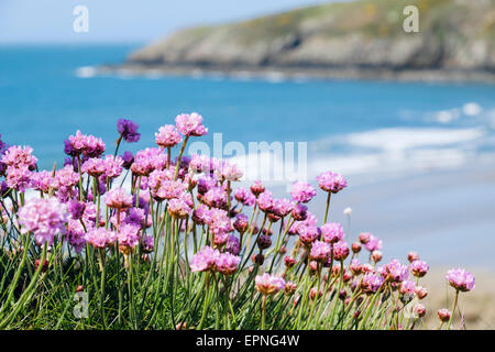 Im Frühsommer wachsen am Küstenpfad über dem Strand die Blumen Sea Pink oder Thrift. Church Bay Isle of Anglesey North Wales Großbritannien Stockfoto