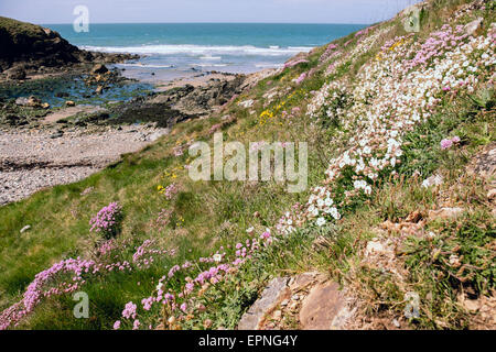 Meer-Pink oder Sparsamkeit und Meer Campion Blumen wachsen neben dem Küstenpfad um Cable Bay / Porth Crugmor, Anglesey, Wales, UK Stockfoto