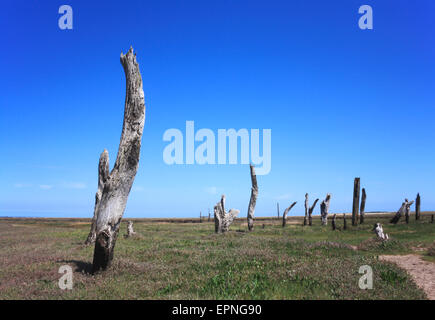 Ein Blick verwitterte alte Beiträge am Rande der Salzwiesen am Dornweiler, Norfolk, England, Vereinigtes Königreich. Stockfoto